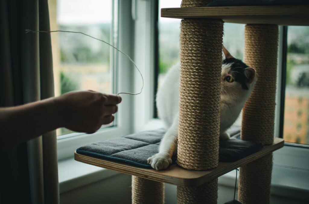 Um gato em uma árvore de gatos gosta de Actividades para divertir a tu mascota sin gastar mucho, observando um brinquedo de barbante perto da janela.