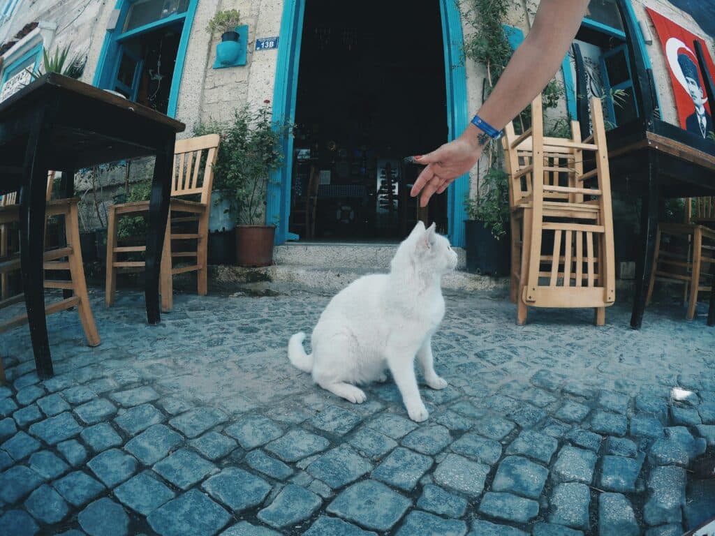 A mão de uma pessoa se estende em direção a um gato branco sobre paralelepípedos do lado de fora de um café – cómo acostumbrar a tu mascota a las visitas.