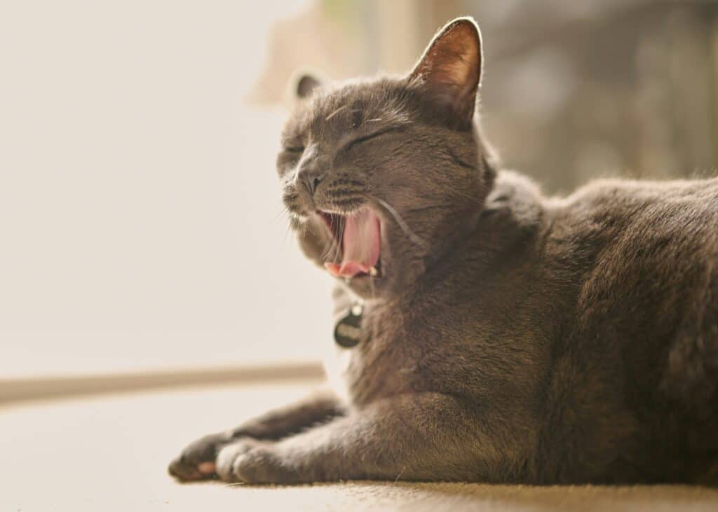 Um gato cinza boceja com os olhos fechados sob uma luz suave - perfeito para Cómo adaptar la rutina del animal a tu horario.