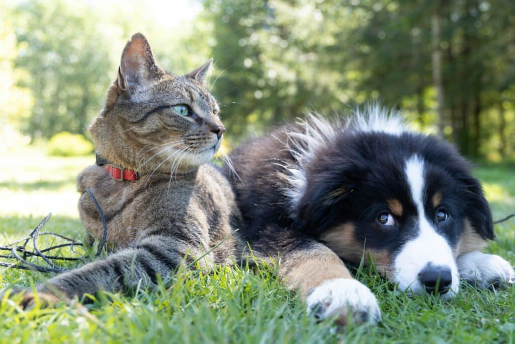 Um gato malhado e um cachorro preto e branco relaxam na grama verde - Cómo adaptar tu casa para convivir con perros y gatos.