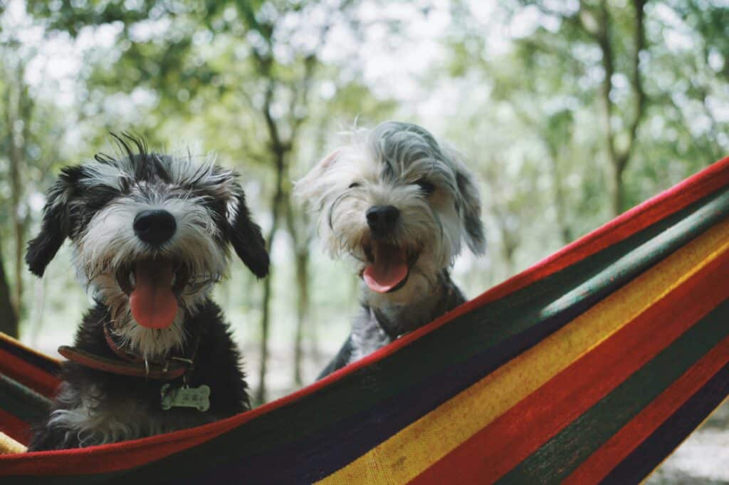 Dois cães felizes com pelos desgrenhados descansam em uma rede, mostrando como criar uma rotina saudável para cães e gatos traz alegria. Cómo crear una rutina saludable para perros y gatos