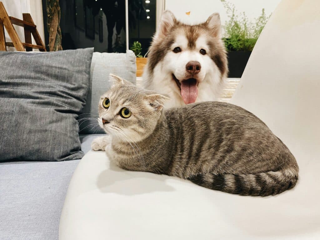 Um gato malhado cinza e um cachorro fofo descansam em um sofá, mostrando como criar uma rotina saudável para cães e gatos.