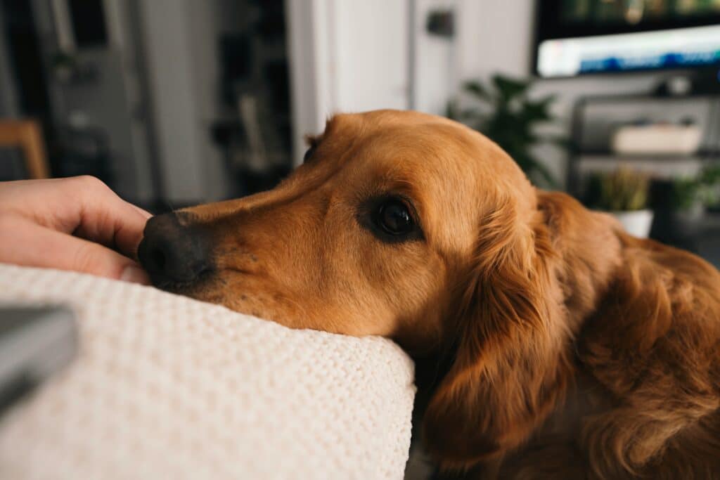 Golden retriever descansando em um sofá, sendo acariciado suavemente - Cómo establecer límites claros para tu mascota en casa
