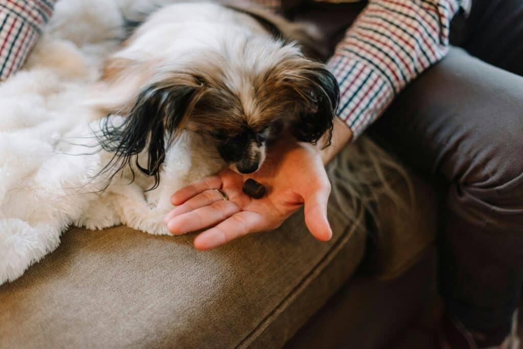 Cachorro pequeno fareja uma guloseima na mão, aprendendo como estabelecer limites claros para tu mascota em casa em um aconchegante cobertor branco.