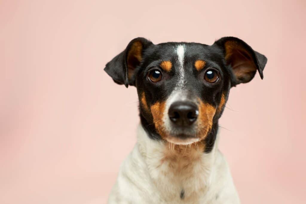 Um cachorro preto, branco e marrom com orelhas empinadas - aprenda Cómo interpretar las señales que te da tu mascota.