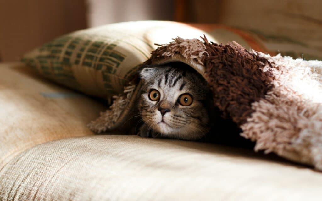 Um gato malhado cinza aparece, mostrando Cómo interpretar las señales que te da tu mascota, debaixo de um cobertor felpudo em um sofá.