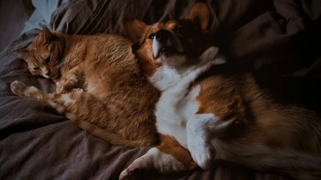 Um corgi e um gato laranja abraçados em uma cama com cobertores escuros - perfeito para dicas sobre como manter a casa com buen olor si tenés mascotas.