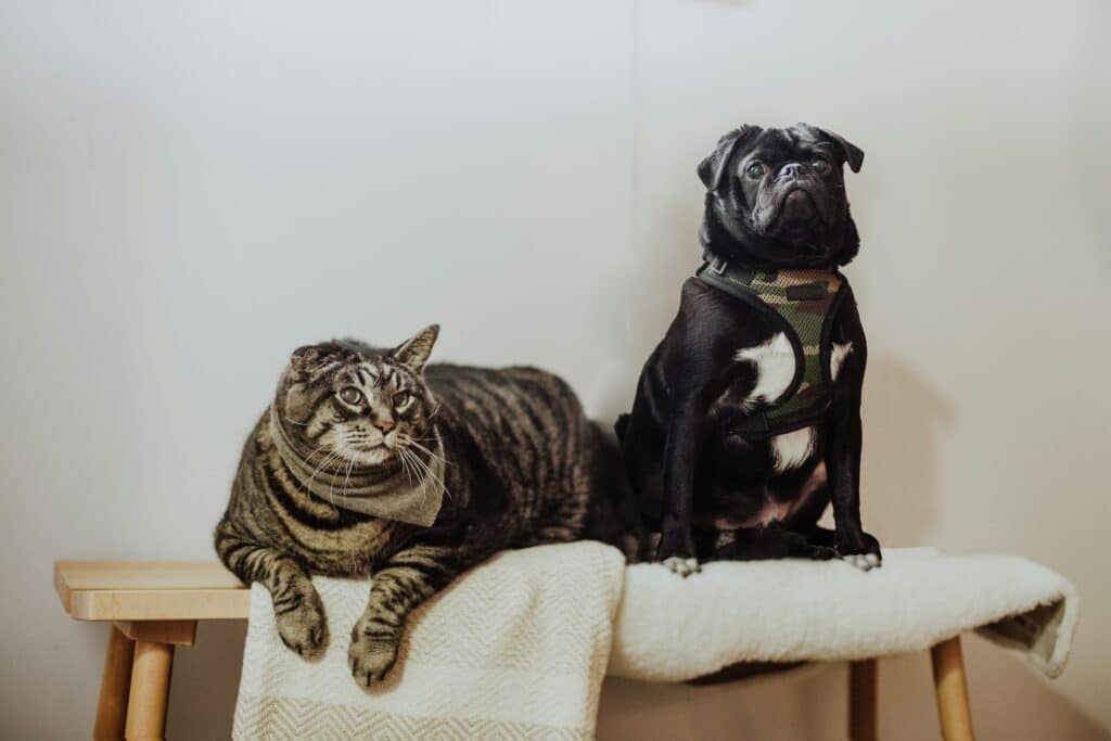 Um gato malhado e um pug preto com arreios sentam-se em um cobertor, perfeito para dicas sobre Cómo mantener la casa con buen olor si tenés mascotas
