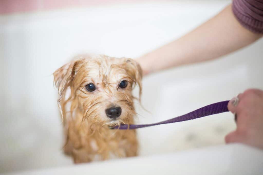 Um cachorrinho molhado em uma banheira está tomando banho enquanto uma pessoa usa uma coleira roxa: Cómo preparar a tu mascota para la hora del baño sin estrés