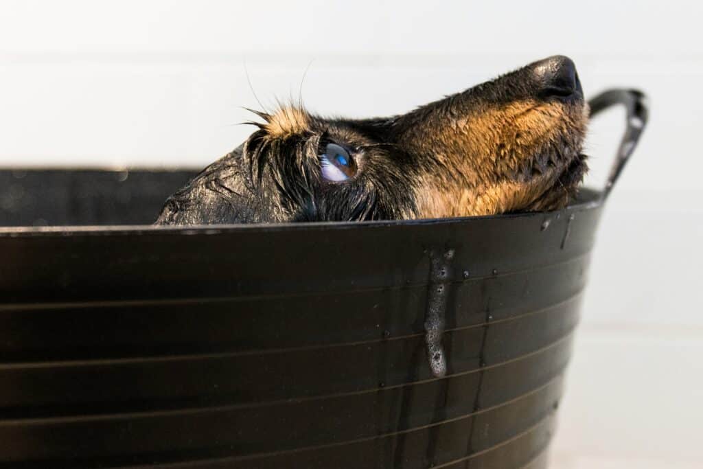 Um cachorro molhado com pêlo marrom e preto olha para cima - descubra Cómo preparar a tu mascota para la hora del baño sin estrés.