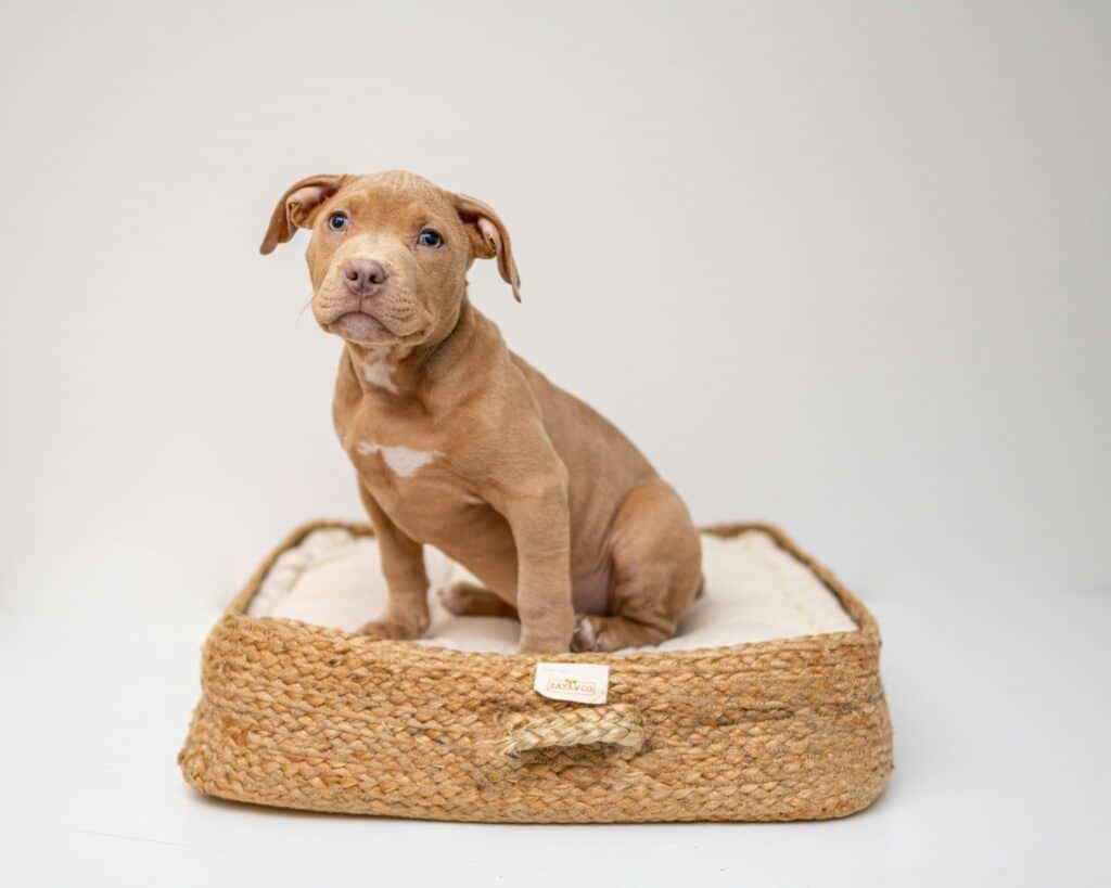 Cachorrinho marrom claro com olhos azuis mostra como preparar um espaço de descanso para sua mascota em uma cama de mimbre.
