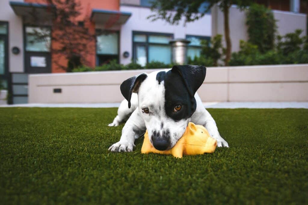 Cachorro preto e branco deitado na grama mastigando um brinquedo amarelo - perfeito para Juegos para estimular el olfato de los perros en casa