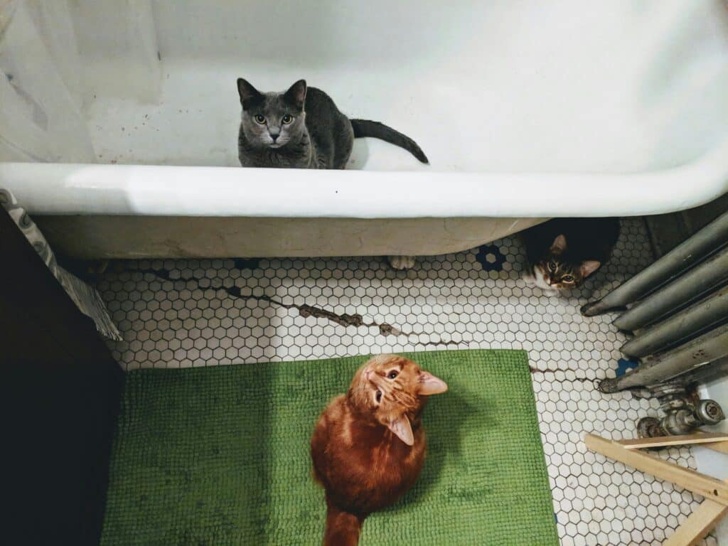 Três gatos mostram cuidados diarios del pelaje de tu perro o gato: cinza na banheira, laranja no tapete, malhado perto da banheira.