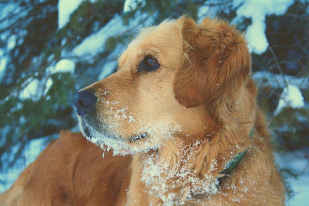 Golden retriever com neve no rosto, mostrando Cómo cuidar a tu mascota durante los días fríos.