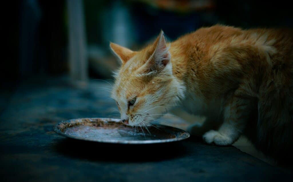 Um gato laranja e branco bebe de um prato de metal – Cómo detectar cambios en el apetito de tu perro o gato