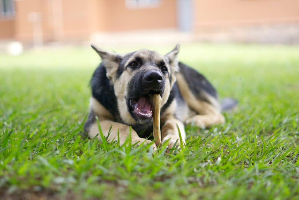 Um pastor alemão está deitado na grama, mastigando um osso - perfeito para observar Cómo detectar cambios en el apetito de tu perro o gato