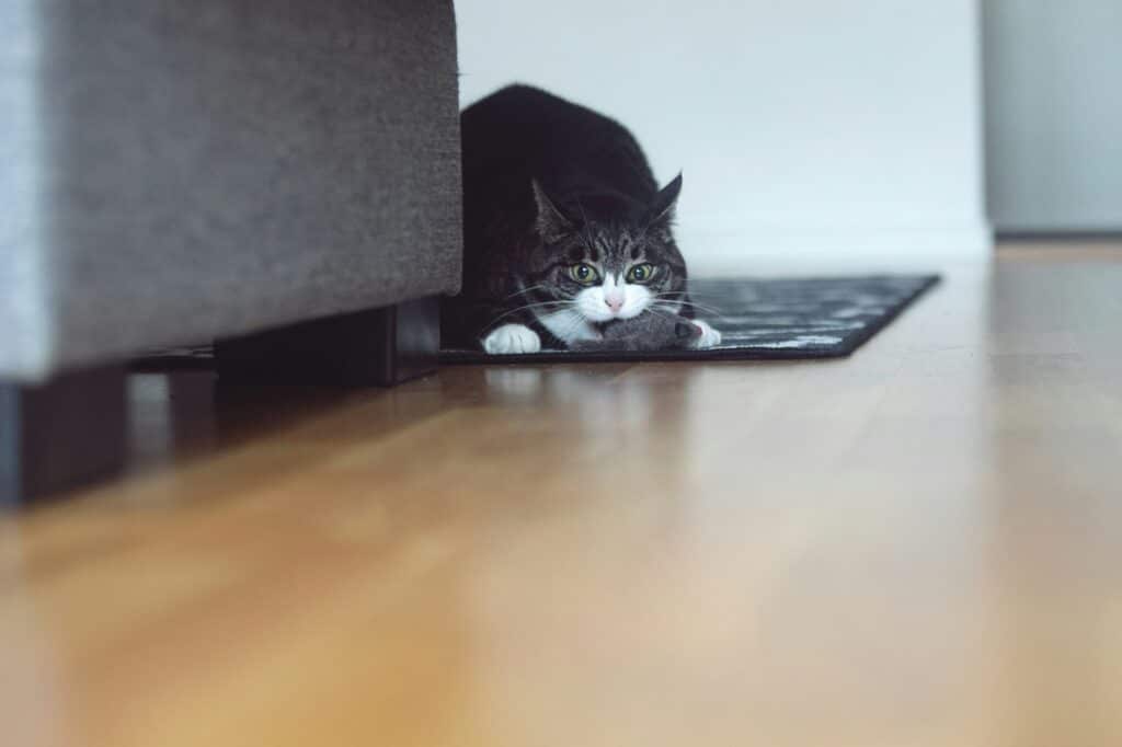 Un gato blanco y negro agachado sobre una alfombra, mostrando cómo estimular el instinto cazador de tu gato en casa.