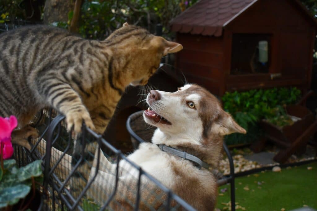 Un gato y un husky se enfrentan junto a una cerca del jardín — un ejemplo de cómo evitar peleas entre mascotas en el hogar.