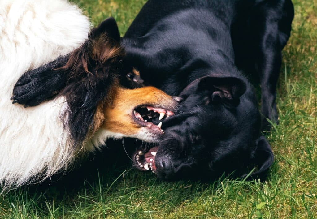 Dos perros jugando a morderse en el césped, mostrando cómo evitar peleas entre mascotas en el hogar.