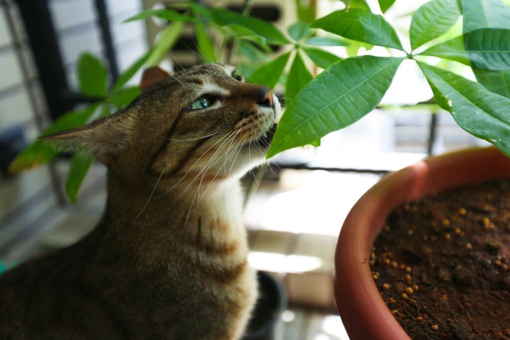 Un gato atigrado, curioso por las hojas verdes, explora el interior – descubre Cómo evitar que tu mascota rasguñe muebles y cortinas