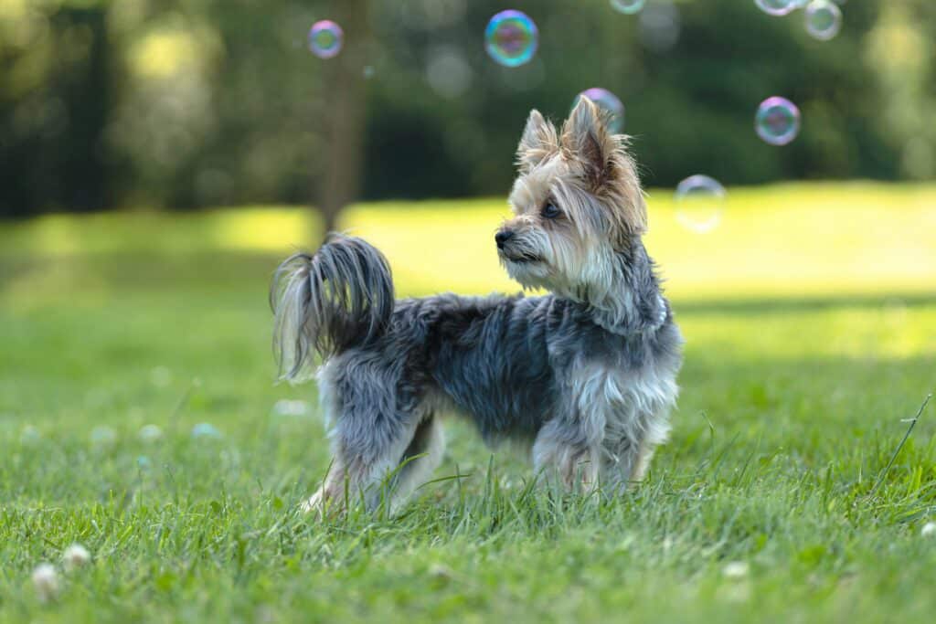 Pequeño Yorkshire Terrier jugando con burbujas en el parque – una idea de cómo hacer que tu perro gaste energía sin salir a la calle.
