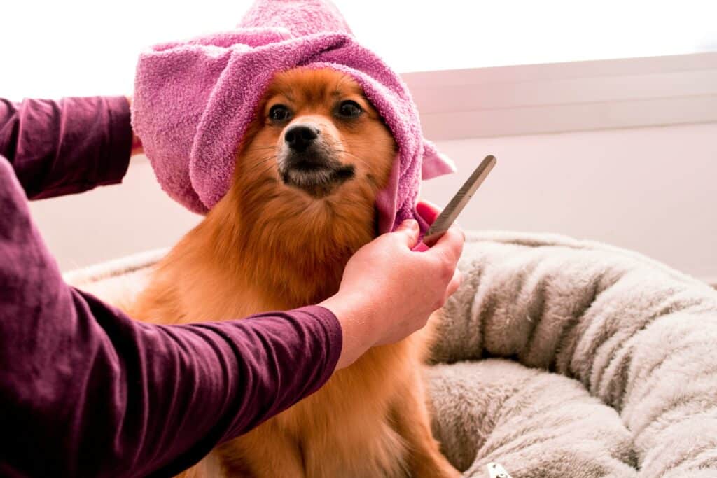 Un perro adorable con una toalla rosa siendo acomodado en una cama acogedora – perfecto para hacer que tu perro gaste energía sin salir a la calle.