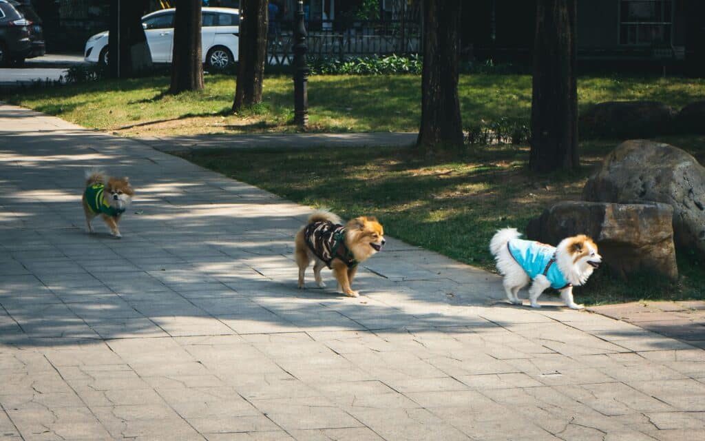 Tres perritos con suéteres disfrutan de un sendero soleado en el parque – perfecto para saber cómo organizar un día especial de juegos con tu perro o gato.