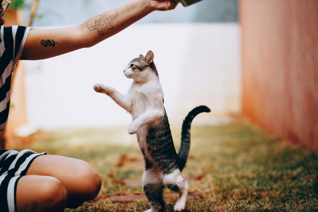 Un gato se pone de pie sobre sus patas traseras y alcanza una mano – perfecto para saber cómo organizar un día especial de juegos con tu gato o perro.