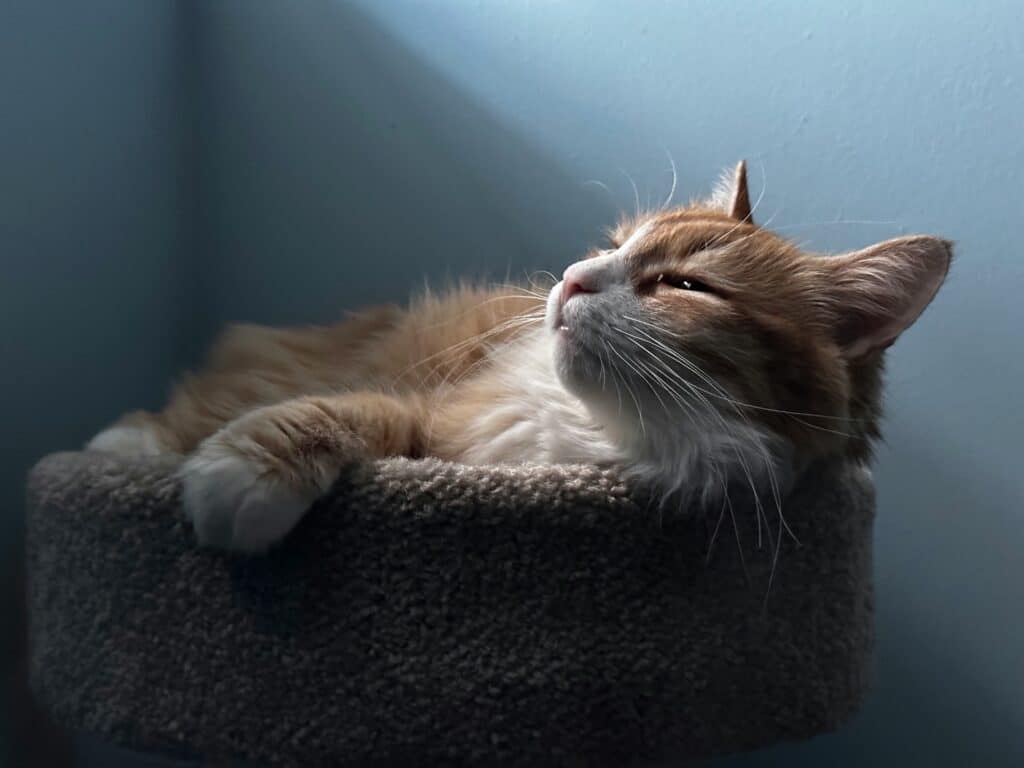 Gato naranja y blanco relajándose en una cama soleada — una escena perfecta después de aprender cómo preparar la casa antes de traer una nueva mascota.
