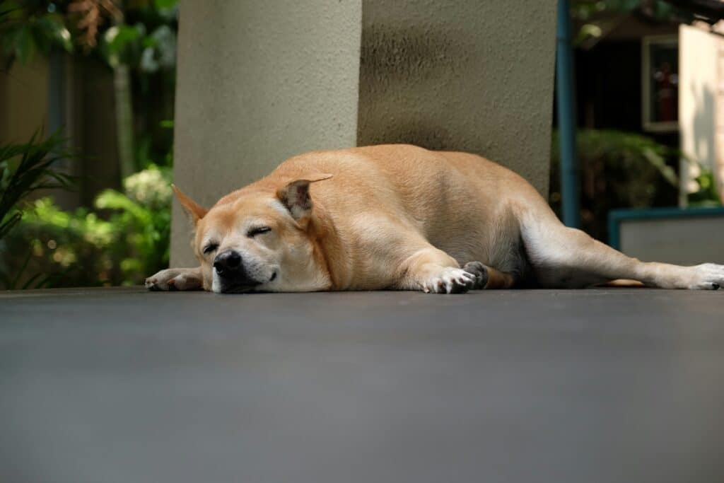 Um cachorro bronzeado dorme de lado ao ar livre, oferecendo Ideas para mejorar el descanso nocturno de tu mascota