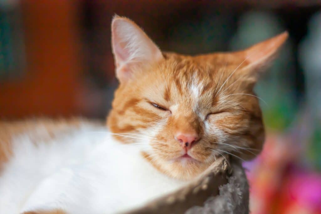 Gato laranja e branco de olhos fechados, Ideas para mejorar el descanso nocturno de tu mascota em um rincón acogedor.