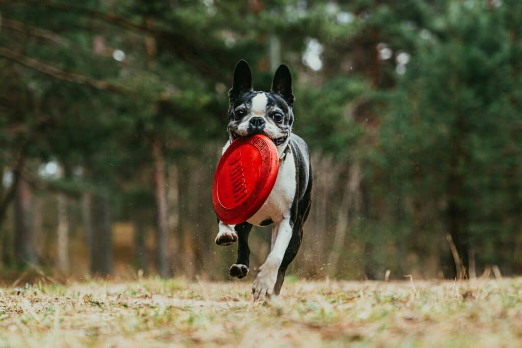 Boston Terrier corriendo al aire libre con un frisbee rojo — juegos colaborativos para fortalecer el vínculo con tu mascota.