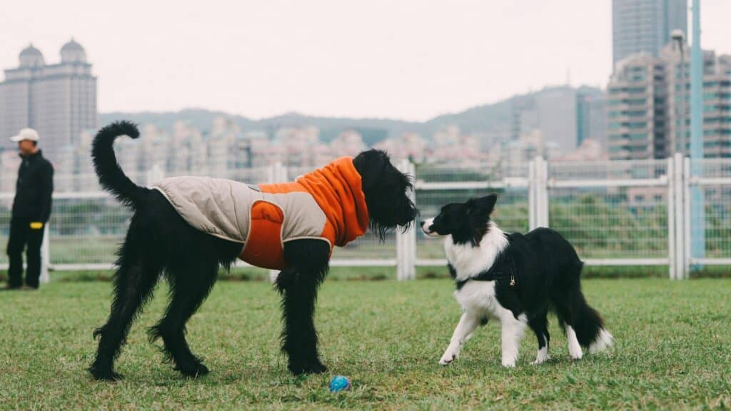 Dos perros se encuentran en un parque con césped; uno lleva una chaqueta naranja, jugando juegos que ayudan a mejorar la obediencia de tu perro.
