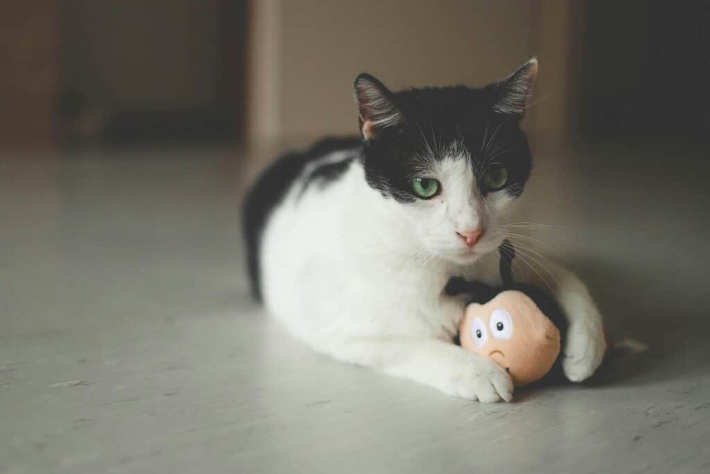 Gato blanco y negro acostado en el suelo, abrazando un juguete de peluche – señales de que tu mascota necesita más estimulación.